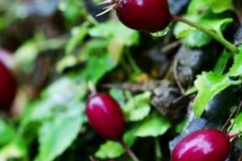 Quả từng bị 'cấm ăn', nay đắt đỏ khách vẫn tranh nhau mua