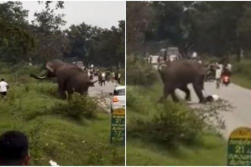Người đàn ông bị voi dữ rượt đuổi, giẫm đạp lên người và cái kết