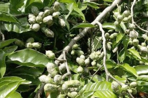 Loại hạt xưa rụng 'thối gốc' không ai nhặt, nay có giá đắt đỏ bậc nhất Việt Nam, 4 triệu đồng/kg