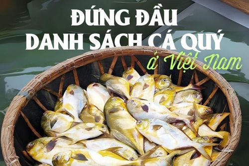 Loại cá có tên rất hay, đứng đầu danh sách cá quý ở Việt Nam, dân sành ăn săn lùng