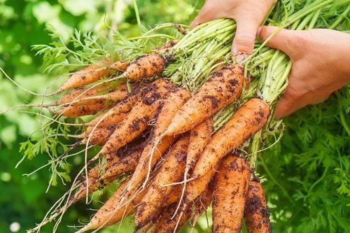 3 loại rau củ ít nhiễm thuốc trừ sâu mà ít ai nói, đi chợ gặp phải mua ngay