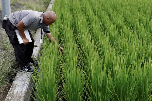 Nắng nóng kỷ lục đe dọa sản lượng lúa gạo của Nhật Bản