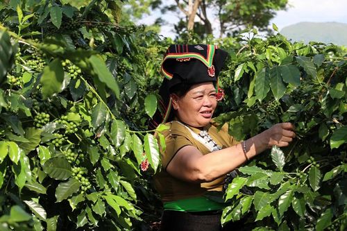 Dưới thung lũng Mường Khoe