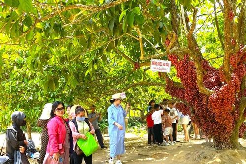 Kỳ thú mùa dâu da ở Cửu An