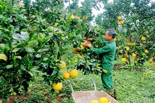 Nâng tầm bưởi đặc sản