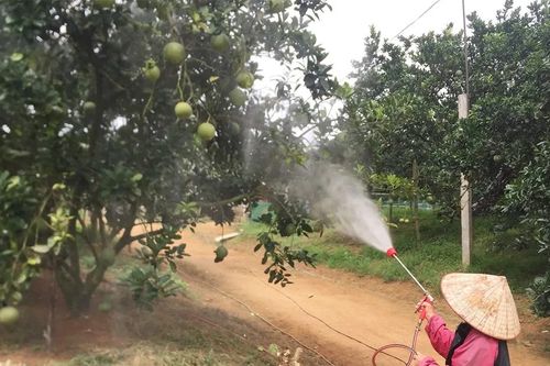 Tập trung phòng trừ sâu bệnh hại bưởi xuất khẩu