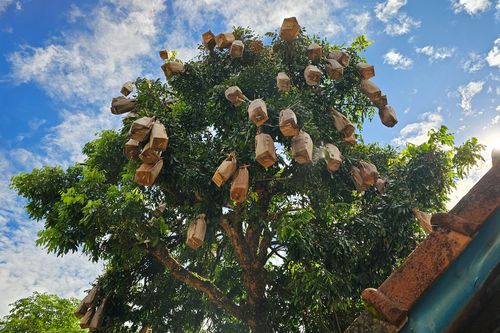 Người Huế thu hoạch nhãn lồng mo cau