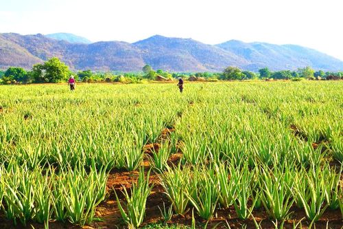 Doanh nghiệp Việt nỗ lực thúc đẩy tiềm năng xuất khẩu nông sản