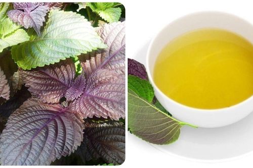 Nước lá tía tô rất tốt nhưng lại 'đại kỵ' với 3 nhóm người sau