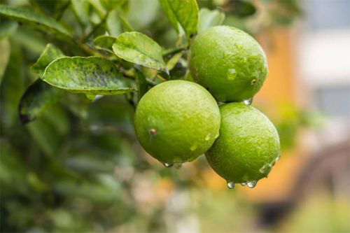 Ý nghĩa phong thủy của cây chanh