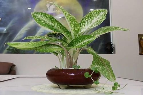 Cây cảnh phong thủy phòng lãnh đạo cho người mệnh Thủy, giúp bình an, thịnh vượng