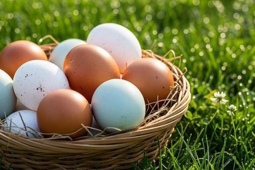Ngày nào cũng ăn trứng có được không?