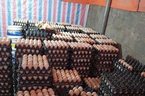 Tín hiệu vui cho ngành gia cầm