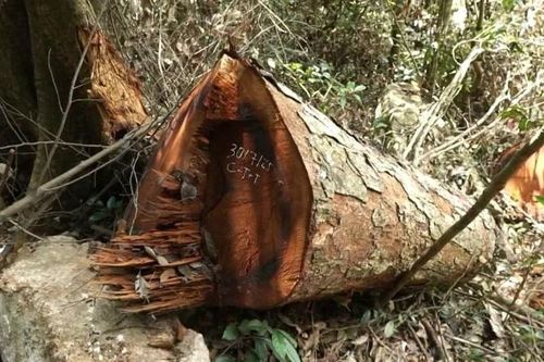 Thái Nguyên chỉ đạo xử lý nghiêm vụ phá rừng tại Vườn quốc gia Ba Bể