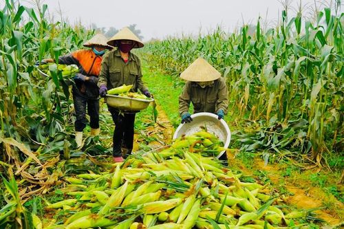 Đề nghị gỡ thuế VAT cho nguyên liệu và sản phẩm chăn nuôi