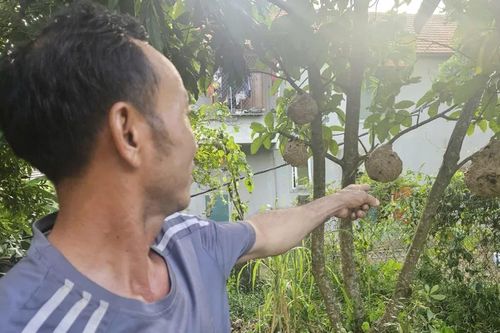 'Thợ săn' ong vò vẽ Quảng Trị thu hoạch đặc sản bạc triệu