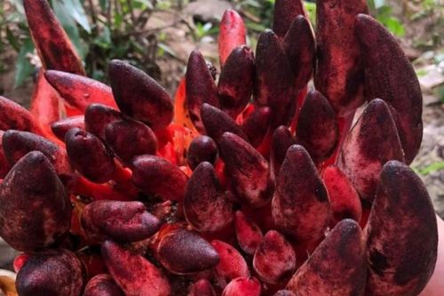 Cây dại thành đặc sản 'quý hơn vàng', 2 triệu đồng/kg khách 'tranh nhau mua'