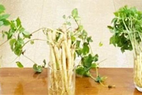Trồng sâm non bằng phương pháp khí canh