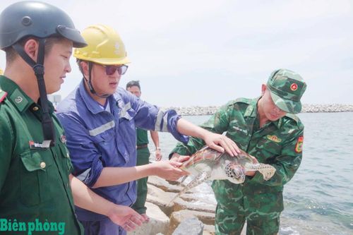 Thả cá thể rùa biển quý hiếm về môi trường sống tự nhiên