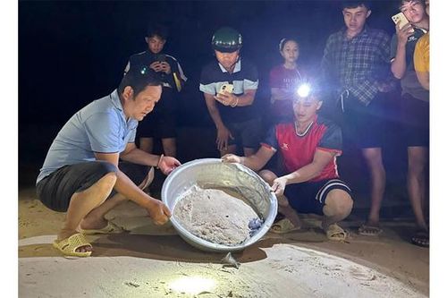 Thả 11 rùa con tại đảo Cù Lao Xanh về biển