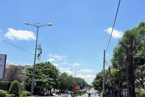 Vì sao đốn hạ, di dời hàng trăm cây xanh trên đường phố ở Quảng Trị?
