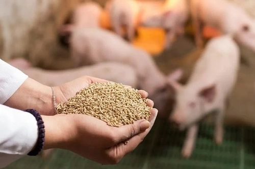 Bộ Nông nghiệp kiến nghị Thủ tướng về thuế thức ăn chăn nuôi