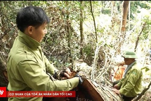 Xem xét xử lý trách nhiệm vụ phá rừng tại Vườn quốc gia Ba Bể