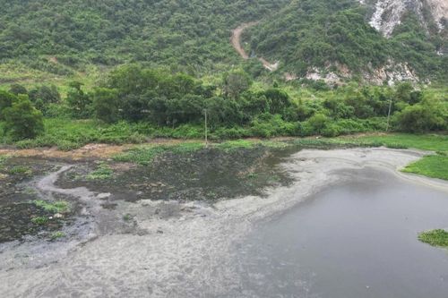 Trại lợn xả thải trực tiếp ra môi trường khiến hồ nước đổi màu