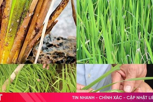 Quyết liệt phòng trừ sâu bệnh gây hại lúa hè thu ở Hà Tĩnh