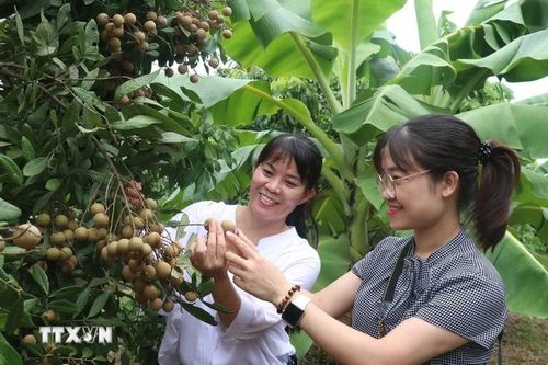 Hưng Yên xúc tiến đưa quả nhãn đến với người tiêu dùng trong, ngoài nước