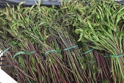 Loại rau dại từng không ai 'ngó' đến, nay thành đặc sản 39 triệu đồng/kg