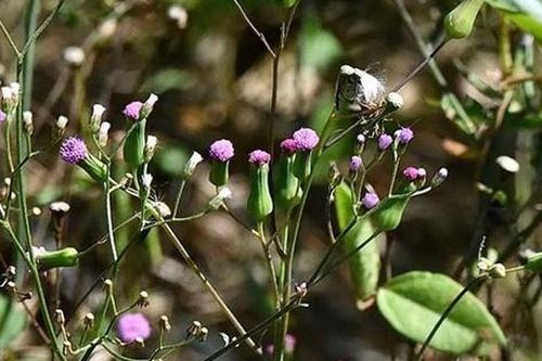 Rau dại có tên 'dài dằng dặc', ở quê mọc um tùm, hái bán là 'kiếm bộn tiền'