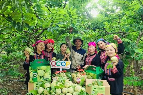Quảng bá, nâng cao giá trị sản phẩm na và nông sản tỉnh Thái Nguyên