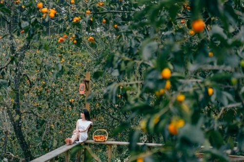 Đà Lạt săn mây và mùa hồng chín: Vẻ đẹp dịu dàng của thành phố trên cao nguyên