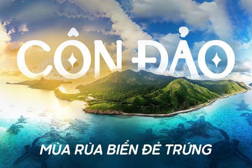 Côn Đảo mùa rùa biển đẻ trứng