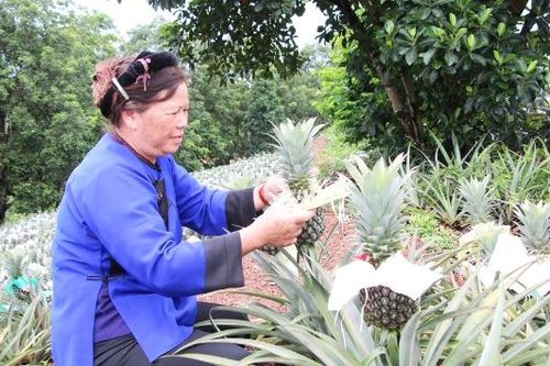 Dứa trái vụ cho hiệu quả cao