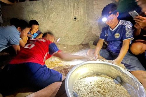 11 rùa con 'chào đời' ở đảo Nhơn Châu được thả về biển