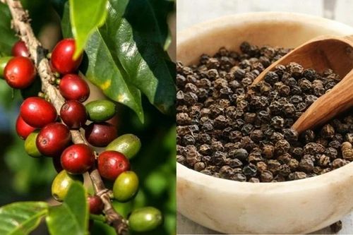 Ngày 12-8: Giá cà phê tăng nhẹ 100-200 đồng/kg, hồ tiêu vẫn đi ngang