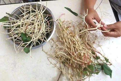 Lợi ích sức khỏe của rễ cây diếp cá