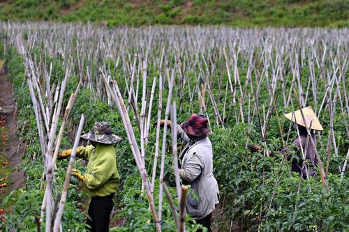 Tà Năng chú trọng phát triển nông nghiệp ứng dụng công nghệ cao