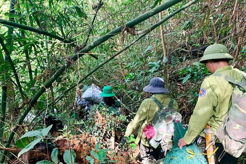 Nguy hiểm rình rập người bảo vệ rừng