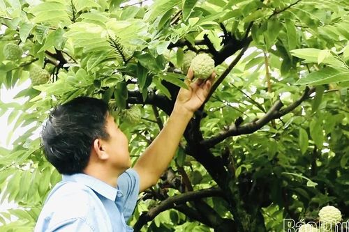 Câu chuyện về na dai Bồ Lý