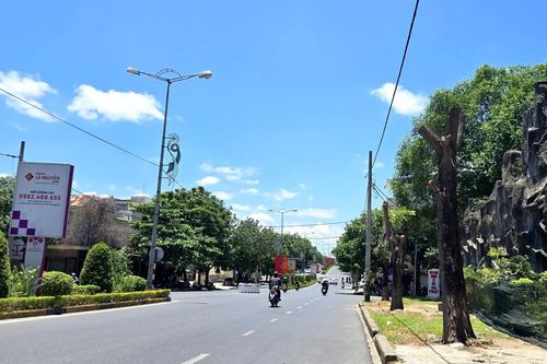 Quảng Trị: Làm rõ phương án chặt hạ, di dời cây xanh trên đường Hùng Vương