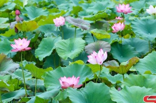 Độc đáo Hồ sen Hua Nhàn