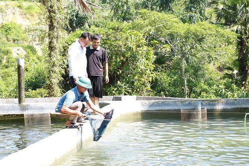 Cá tầm 'ngược núi' Cao Bồ