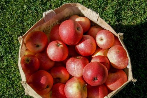 Ăn 2 quả táo mỗi ngày: Bí quyết nhỏ cho lá gan khỏe và trái tim bền