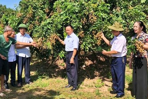 Thoát nghèo từ vườn nhãn 'cùi cổ' - câu chuyện tự học làm nông nghiệp đặc sản