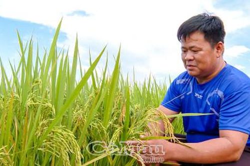 Nông dân kỳ vọng giá lúa giữ đà tăng