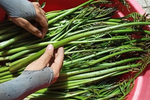 Loại rau mọc dại từng bị lãng quên, nay thành đặc sản 'hút khách', công dụng bảo vệ gan khiến ai cũng muốn thử