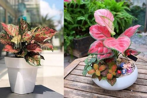 Cây cảnh phong thủy phòng lãnh đạo mệnh Hỏa giúp đem đến vận may, điềm lành trong cuộc sống